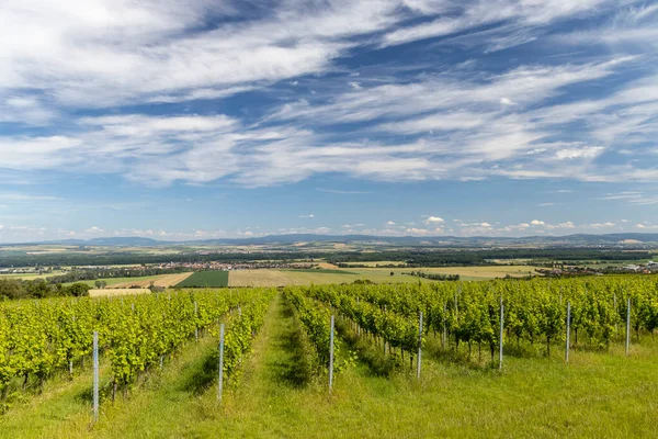 Vineyards Polesovice Southern Moravia Czech Republic — Stock Photo, Image