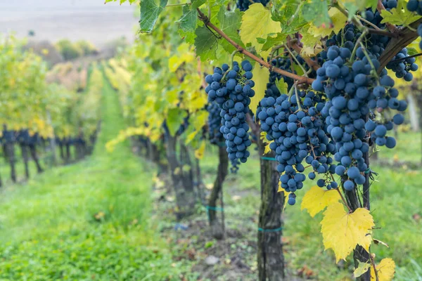 Blue Grapes Cabernet Sauvignon Autumn Vineyard Southern Moravia Czech Republic — Stock Photo, Image