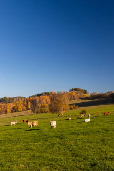 Осенний Пейзаж Феликса Сумавы Южная Чехия — стоковое фото
