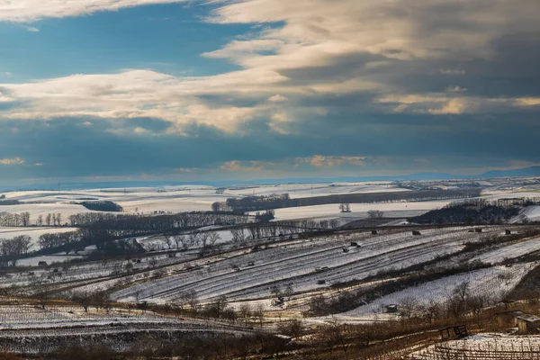 捷克共和国摩拉维亚南部Mutenice附近的冬季葡萄园 — 图库照片