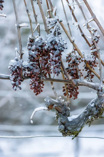 Grapes Left Production Ice Wine Southern Moravia Czech Republic — Stock Photo, Image