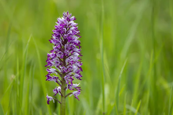 Orchidée Sauvage Dans Les Montagnes Des Carpates Blanches République Tchèque — Photo