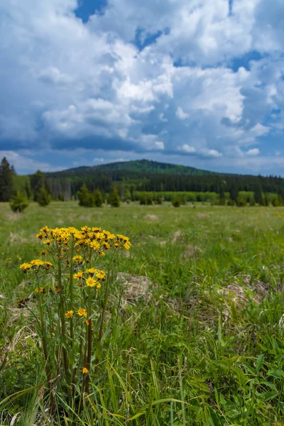 Typická Jarní Krajina Stozce Národní Park Šumava Česká Republika — Stock fotografie