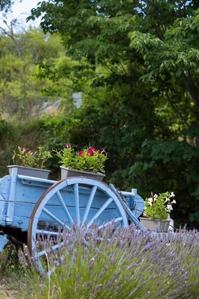 Blå Trävagn Med Lavenders Provence Frankrike — Stockfoto