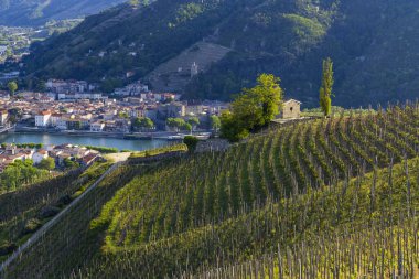 Grand cru vineyard and Chapel of Saint Christopher, Tain l'Hermitage, Rhone-Alpes, France