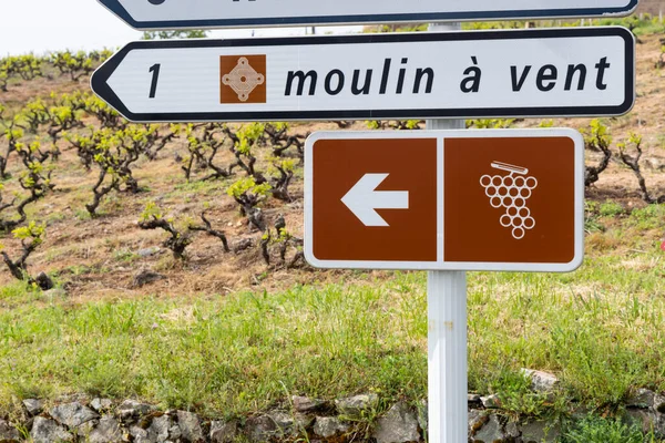 Droga Wina Pobliżu Wiatraka Moulin Vent Romaneche Thorins Chenas Beaujolais — Zdjęcie stockowe