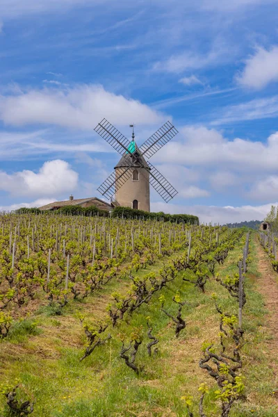 Windmühle Moulin Vent Romaneche Thorins Chenas Beaujolais Saone Loire Bourgogne — Stockfoto