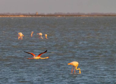 Flamingo in Parc Naturel bölgesel de Camargue, Provence, Fransa