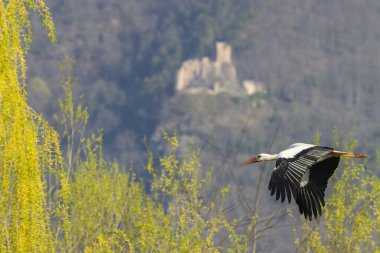 White stork (ciconia ciconia), early spring near Hunawihr, Alsace, France