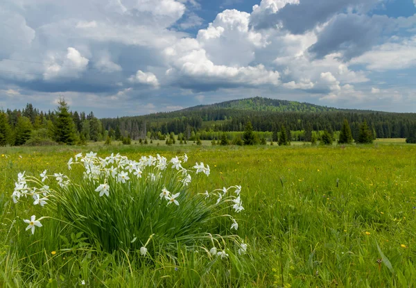 Typical Spring Landscape Stozec Nation Park Sumava Czech Republic — Zdjęcie stockowe