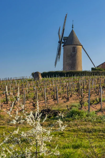 Весенние Виноградники Мельницей Chenas Божоле Бургундия Франция — стоковое фото