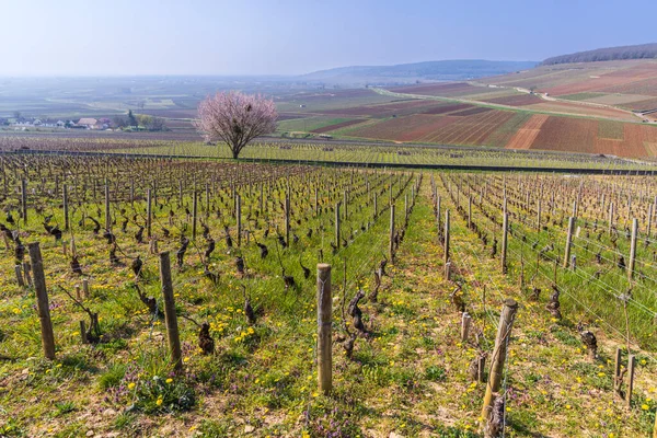 Frühjahrsweinberge Bei Aloxe Corton Burgund Frankreich — Stockfoto