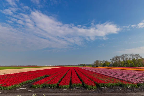 Field Tulips Alkmaar Netherlands — Stok fotoğraf