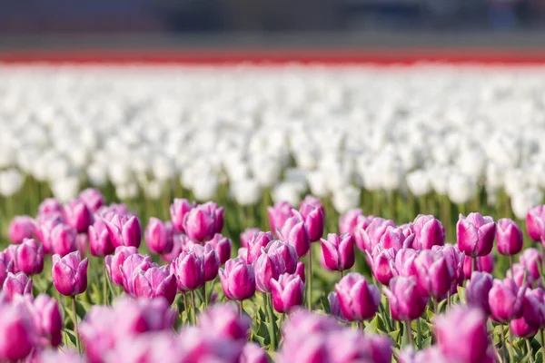 Field Tulips Alkmaar Netherlands — Stockfoto