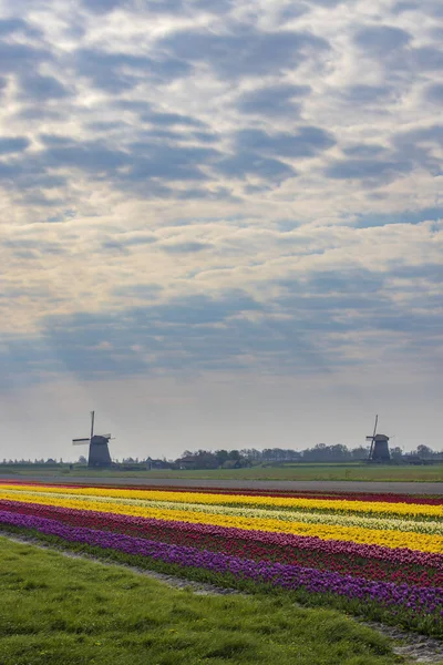 Поле Тюльпанів Вітряком Ондермолен Поблизу Алкмаара Нідерланди — стокове фото