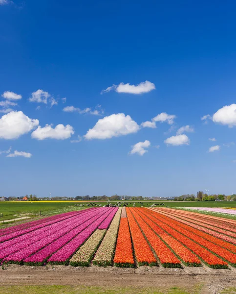 Campo Tulipanes Cerca Alkmaar Países Bajos — Foto de Stock