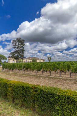 Chateau Petrus, Pomerol, Aquitaine, Fransa yakınlarındaki tipik üzüm bağları