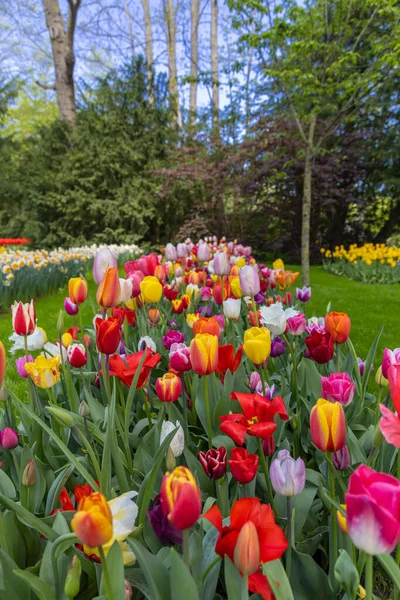 Кеукенхоф Найбільший Парк Тюльпанів Світі Ліссе Нідерланди — стокове фото