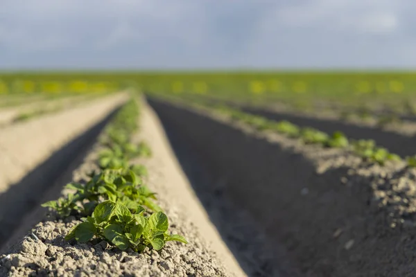 Spring View Potato Field Just Planting Netherlands — Foto Stock