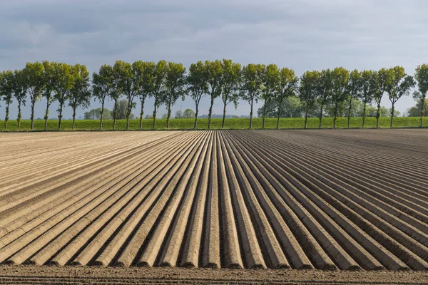Wiosenny Widok Pola Ziemniaka Tuż Posadzeniu Holandia — Zdjęcie stockowe