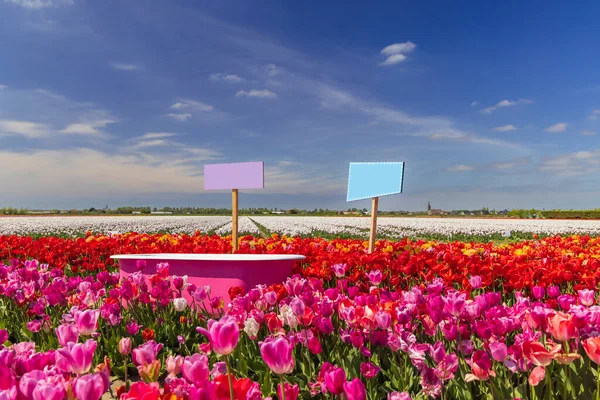Campo Tulipanes Con Bañera Rosa Cerca Keukenhof Países Bajos — Foto de Stock