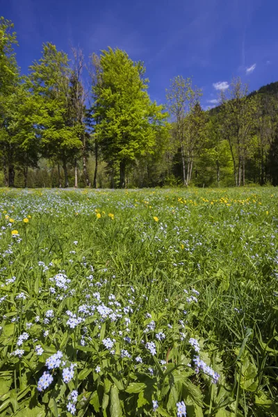 Spring Flower Triglavski National Park Slovenia — 스톡 사진