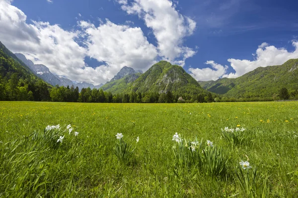 Spring Flower Triglavski National Park Slovenia — Zdjęcie stockowe