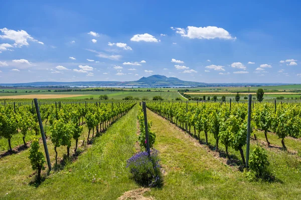 Виноградники Палавой Около Сонберка Южная Моравия Чехия — стоковое фото