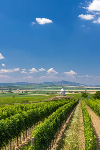 Виноградник Рядом Вельке Биловице Южная Моравия Чехия — стоковое фото