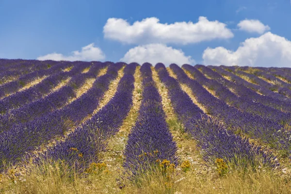 Lavender Field Montbrun Les Bains Sault Provence France — Photo