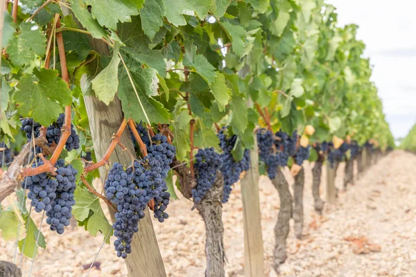 Типові Виноградники Біля Померола Аквітанія Франція — стокове фото