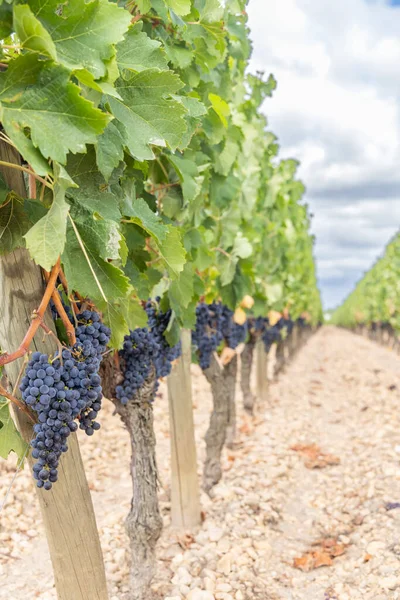 Typische Wijngaarden Buurt Van Pomerol Aquitaine Frankrijk — Stockfoto