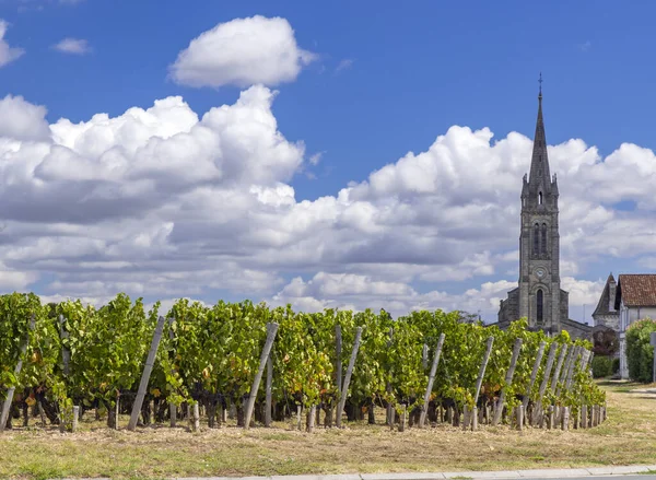 フランス アキテーヌのポメロール近くの典型的なブドウ畑 — ストック写真