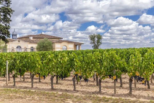 Typische Wijngaarden Buurt Van Chateau Petrus Pomerol Aquitaine Frankrijk — Stockfoto