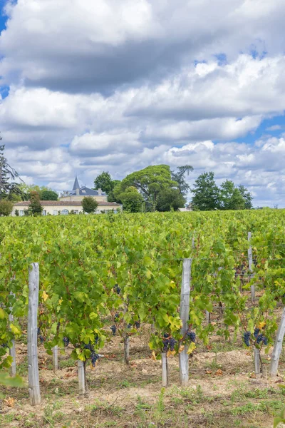 Vigneti Tipici 1Er Grand Cru Classe Vicino Chateau Cheval Blanc — Foto Stock