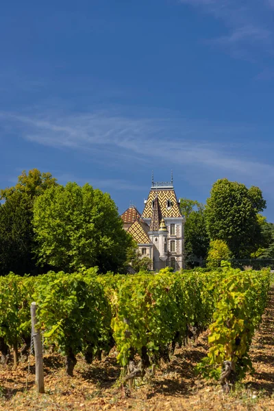 Типові Виноградники Біля Алокс Кортона Кот Нуїтс Бургундія Франція — стокове фото