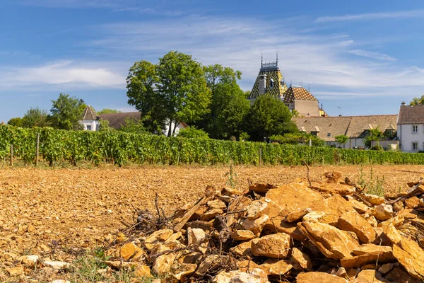 Typické Vinice Blízkosti Aloxe Corton Cote Nuits Burgundy Francie — Stock fotografie