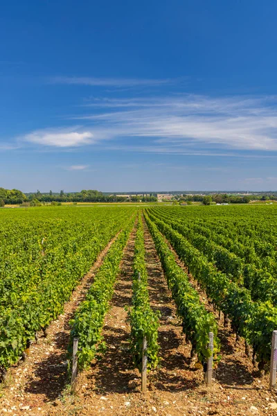 Типові Виноградники Біля Клос Вужо Кот Нуїтс Бургундія Франція — стокове фото