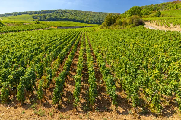 クロス ヴーゲット コート ユニット ブルゴーニュ フランスの近くの典型的なブドウ畑 — ストック写真