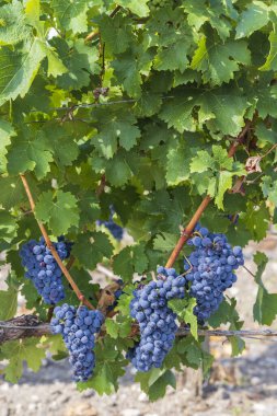Şato Dauzac, Margaux, Medoc, Bordeaux, Aquitaine, Fransa yakınlarındaki şarap bağları