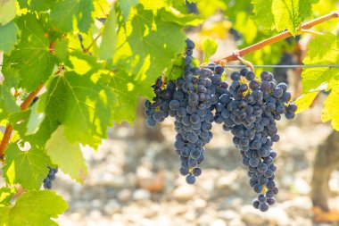 Chateau Dauzac, Margaux, Medoc, Bordeaux, Aquitaine, Fransa yakınlarında Cabernet Sauvignon olan üzüm bağları