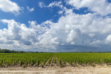 Chateau Dauzac, Margaux, Medoc, Bordeaux, Aquitaine, Fransa yakınlarındaki tipik üzüm bağları