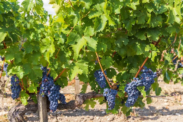 Vinodlingar Med Merlot Nära Chateau Dauzac Margaux Medoc Bordeaux Aquitaine — Stockfoto