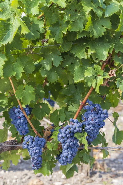 Vineyards Merlot Chateau Dauzac Margaux Medoc Bordeaux Aquitaine France — Stock Photo, Image