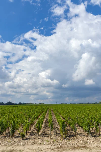 Typische Wijngaarden Buurt Van Chateau Dauzac Margaux Medoc Bordeaux Aquitaine — Stockfoto
