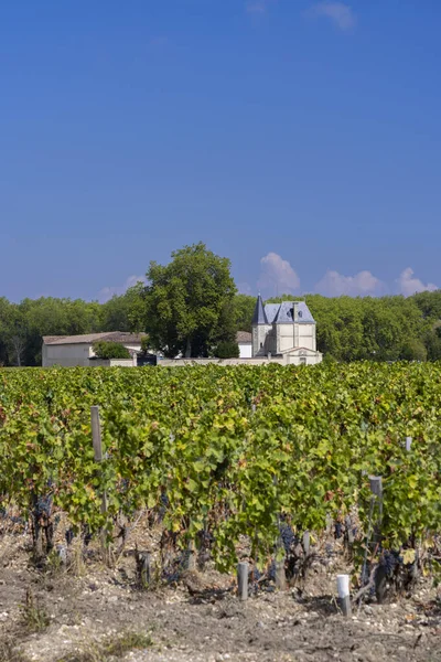 Виноградники Рядом Марго Chateau Margaux Бордо Аквитания Франция — стоковое фото