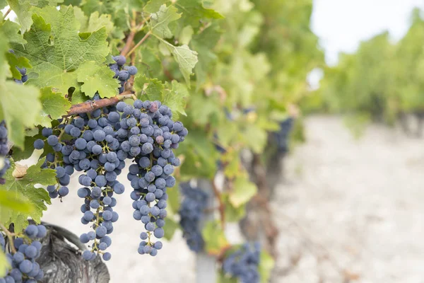 Kebun Anggur Biasa Dengan Cabernet Sauvignon Dekat Chateau Latour Bordeaux — Stok Foto