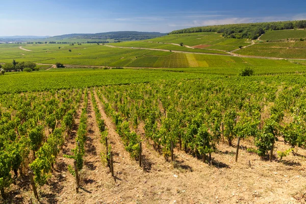 Vignobles Typiques Près Aloxe Corton Côte Nuits Bourgogne France — Photo