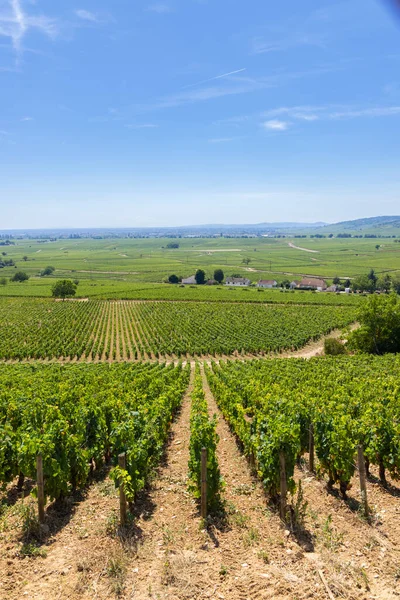 Typische Wijngaarden Buurt Van Aloxe Corton Cote Nuits Bourgogne Frankrijk — Stockfoto