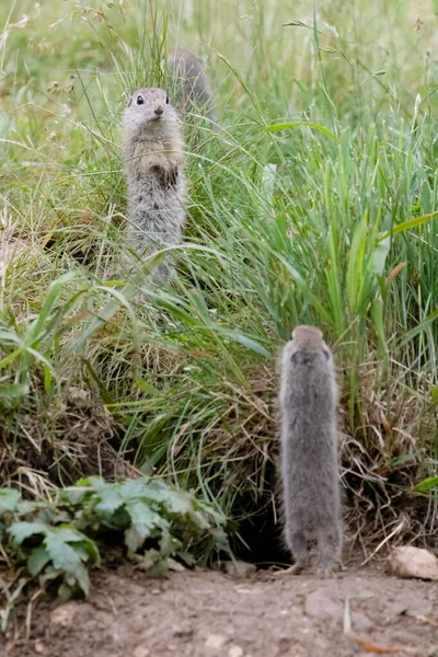 Ground Squirrel Colony Syslovisko Biele Vody National Park Muranska Planina — Stock Photo, Image